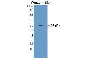 Detection of Recombinant COL6a3, Mouse using Polyclonal Antibody to Collagen Type VI Alpha 3 (COL6a3) (COL6a3 anticorps  (AA 2009-2205))