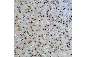Immunohistochemical analysis of 14-3-3 epsilon staining in rat brain formalin fixed paraffin embedded tissue section. (YWHAE anticorps)