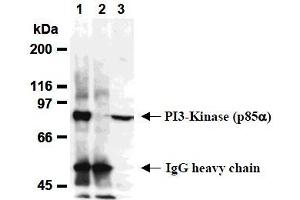 Western Blotting (WB) image for anti-Phosphoinositide 3 Kinase, p85 alpha (PI3K p85a) antibody (ABIN1108652) (PIK3R1 anticorps)