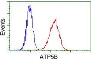 Image no. 6 for anti-ATP Synthase, H+ Transporting, Mitochondrial F1 Complex, beta Polypeptide (ATP5B) antibody (ABIN1496766)