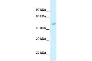 Western Blot showing ATXN10 antibody used at a concentration of 1 ug/ml against 293T Cell Lysate (Ataxin 10 anticorps  (N-Term))