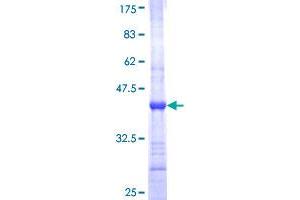 Image no. 1 for Processing of Precursor 4, Ribonuclease P/MRP Subunit (POP4) (AA 121-220) protein (GST tag) (ABIN1315750)