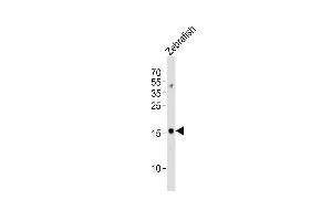 Anti-gabarapl2 Antibody (N-term) at 1:1000 dilution + Zebrafish lysates Lysates/proteins at 20 μg per lane. (GABARAPL2 anticorps  (N-Term))