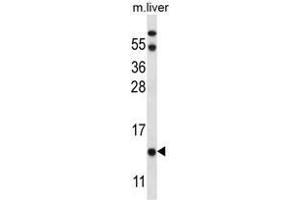UQCRB Antibody (Center) western blot analysis in mouse liver tissue lysates (35 µg/lane).