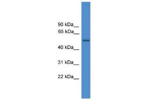 WB Suggested Anti-SERPINF2 Antibody Titration: 0. (alpha 2 Antiplasmin anticorps  (N-Term))