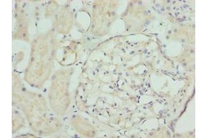 Immunohistochemistry of paraffin-embedded human kidney tissue using ABIN7161542 at dilution of 1:100 (NFAM1 anticorps  (AA 186-270))