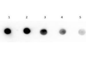 Dot Blot (DB) image for Streptavidin protein (HRP) (ABIN964537)