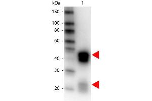Western Blot of Peroxidase conjugated Donkey anti-Rabbit IgG antibody. (Âne anti-Lapin IgG (Heavy & Light Chain) Anticorps (HRP) - Preadsorbed)