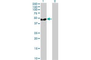 Western Blot analysis of PA2G4 expression in transfected 293T cell line by PA2G4 MaxPab polyclonal antibody. (PA2G4 anticorps  (AA 1-394))