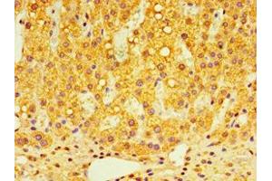 Immunohistochemistry of paraffin-embedded human adrenal gland tissue using ABIN7148491 at dilution of 1:100