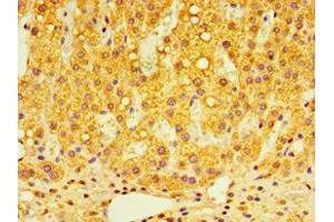 Immunohistochemistry of paraffin-embedded human adrenal gland tissue using ABIN7148491 at dilution of 1:100 (GPS1 anticorps  (AA 222-491))