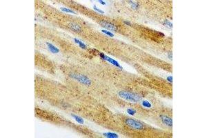 Immunohistochemical analysis of Nop30 staining in mouse heart formalin fixed paraffin embedded tissue section. (NOL3 anticorps)