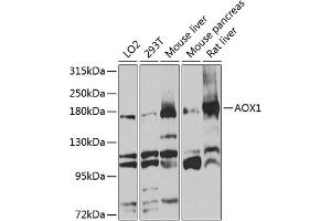 Western blot analysis of extracts of various cell lines, using  antibody (ABIN1678678, ABIN3017841, ABIN3017842 and ABIN6220287) at 1:1000 dilution. (AOX1 anticorps  (AA 340-590))