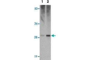 Western blot analysis of HVCN1 in human spleen tissue lysate with HVCN1 polyclonal antibody  at (1) 0. (HVCN1 anticorps  (C-Term))