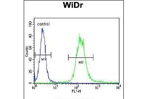 Flow cytometric analysis of WiDr cells (right histogram) compared to a negative control cell (left histogram). (IGF1 anticorps  (N-Term))