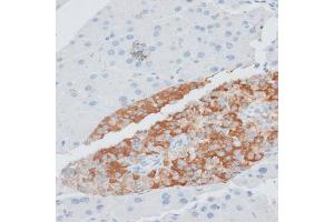 Immunohistochemistry of paraffin-embedded mouse pancreas using PAEP antibody (ABIN6292222) at dilution of 1:100 (40x lens). (PAEP anticorps)