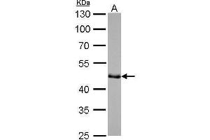 WB Image GAP43 antibody detects GAP43 protein by Western blot analysis.