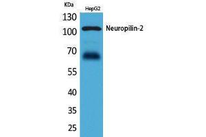 Western Blotting (WB) image for anti-Neuropilin 2 (NRP2) (Internal Region) antibody (ABIN3187763) (NRP2 anticorps  (Internal Region))