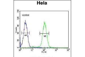Flow cytometric analysis of Hela cells (right histogram) compared to a negative control cell (left histogram). (PLA2G16 anticorps  (C-Term))