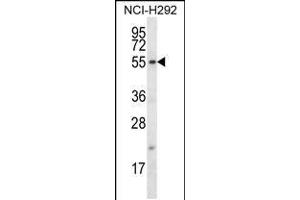 Western blot analysis in NCI-H292 cell line lysates (35ug/lane). (FBXO15 anticorps  (N-Term))