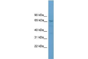 WB Suggested Anti-SCG2 Antibody Titration:  0. (SCG2 anticorps  (N-Term))