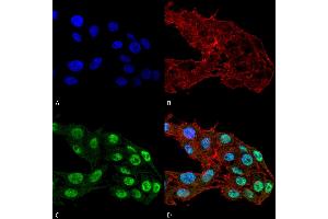 Immunocytochemistry/Immunofluorescence analysis using Mouse Anti-DNMT1 Monoclonal Antibody, Clone 11H8 .
