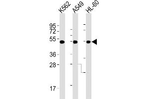 All lanes : Anti-AVPR1A Antibody (C-term) at 1:2000 dilution Lane 1: K562 whole cell lysates Lane 2: A549 whole cell lysates Lane 3: HL-60 whole cell lysates Lysates/proteins at 20 μg per lane. (AVPR1A anticorps)