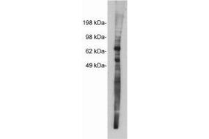 Image no. 1 for anti-Netrin 1 (NTN1) antibody (ABIN201815) (Netrin 1 anticorps)