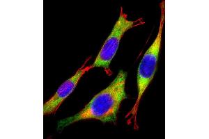 Immunofluorescent analysis of 4 % paraformaldehyde-fixed, 0.