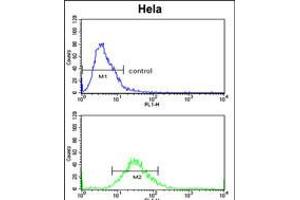 Flow cytometric analysis of Hela cells (bottom histogram) compared to a negative control cell (top histogram).