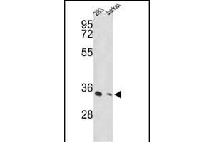 Western blot analysis of PSMD11 Antibody (C-term) (ABIN389306 and ABIN2839426) in 293, Jurkat cell line lysates (35 μg/lane). (PSMD11 anticorps  (C-Term))