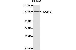 Western blot analysis of extracts of HepG2 cell lines, using PDGFRA antibody.