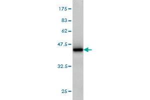 Western Blot detection against Immunogen (37.