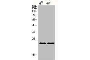 Western Blot analysis of NIH-3T3 VEC cells using Ephrin-A1 Polyclonal Antibody (Ephrin A1 anticorps  (Internal Region))