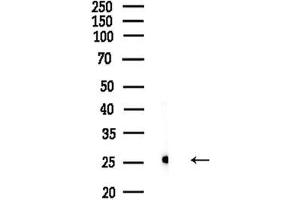 Western blot analysis of lysates from Mouse liver, using MRPS34 Antibody at 1/1000 dilution.