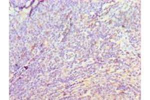 Immunohistochemistry of paraffin-embedded human tonsil tissue using ABIN7149566 at dilution of 1:100 (DIDO1 anticorps  (AA 1-300))