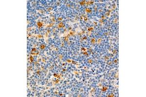 Immunohistochemistry of paraffin embedded rat thymus using MHC-II (ABIN7074245) at dilution of 1:1800 (400x lens) (CD74 anticorps)