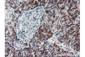 Immunohistochemistry (IHC) image for anti-Peptidylprolyl Isomerase (Cyclophilin)-Like 6 (PPIL6) antibody (ABIN1500367) (PPIL6 anticorps)