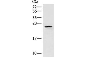 Western blot analysis of HT29 cell lysate using EIF3K Polyclonal Antibody at dilution of 1:400 (EIF3K anticorps)