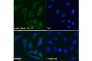 IF/ICC testing of fixed and permeabilized human HeLa cells with GRP78 antibody (green) at 5ug/ml and DAPI nuclear stain (blue). (GRP78 anticorps)