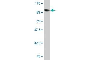 Western Blot detection against Immunogen (91. (POLA2 anticorps  (AA 1-598))