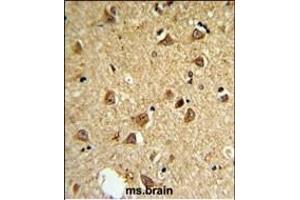 DIO2 Antibody (Center) (ABIN652664 and ABIN2842445) IHC analysis in formalin fixed and paraffin embedded mouse brain followed by peroxidase conjugation of the secondary antibody and DAB staining.