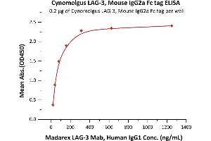 Immobilized Cynomolgus LAG-3, Mouse IgG2a Fc tag (ABIN5674617,ABIN6809975) at 2 μg/mL (100 μL/well) can bind Madarex LAG-3 Mab, Human IgG1 with a linear range of 20-78 ng/mL (QC tested). (LAG3 Protein (AA 18-449) (Fc Tag))
