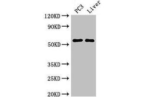 Western Blot Positive WB detected in: PC-3 whole cell lysate, Mouse liver tissue All lanes: FARSB antibody at 2. (FARSB anticorps  (AA 1-299))