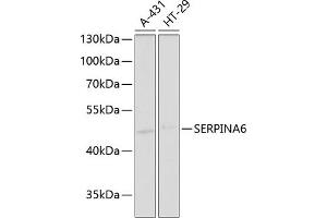 Western blot analysis of extracts of various cell lines, using SERPIN antibody (ABIN6130202, ABIN6147578, ABIN6147580 and ABIN6221489) at 1:1000 dilution.