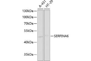 Western blot analysis of extracts of various cell lines, using SERPIN antibody (ABIN6130202, ABIN6147578, ABIN6147580 and ABIN6221489) at 1:1000 dilution. (SERPINA6 anticorps  (AA 136-405))