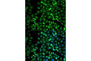 Immunofluorescence (IF) image for anti-Glutamate Receptor, Metabotropic 3 (GRM3) antibody (ABIN1872902) (Metabotropic Glutamate Receptor 3 anticorps)