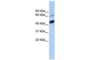 Image no. 1 for anti-SRY (Sex Determining Region Y)-Box 1 (SOX1) (C-Term) antibody (ABIN6742796) (SOX1 anticorps  (C-Term))