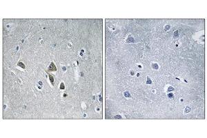Immunohistochemistry analysis of paraffin-embedded human brain tissue using OAZ1 antibody. (OAZ1 anticorps  (N-Term))