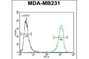 HRIHF Antibody (C-term) (ABIN653093 and ABIN2842686) flow cytometric analysis of MDA-M cells (right histogram) compared to a negative control cell (left histogram). (CBY1/PGEA1 anticorps  (C-Term))